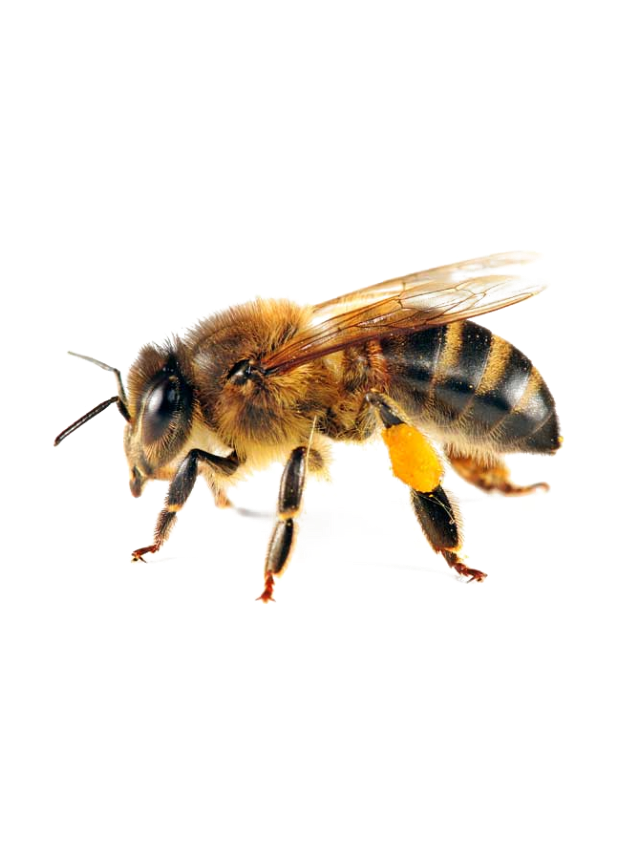 New Zealand Honey