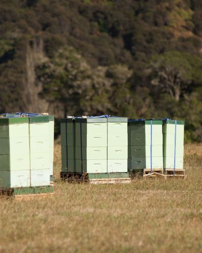 Propolis New Zealand