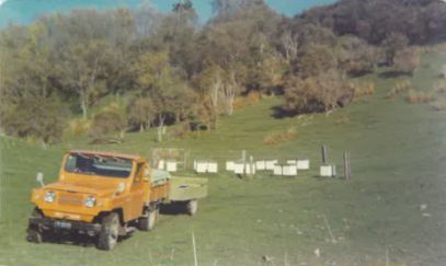 Manuka Honey New Zealand