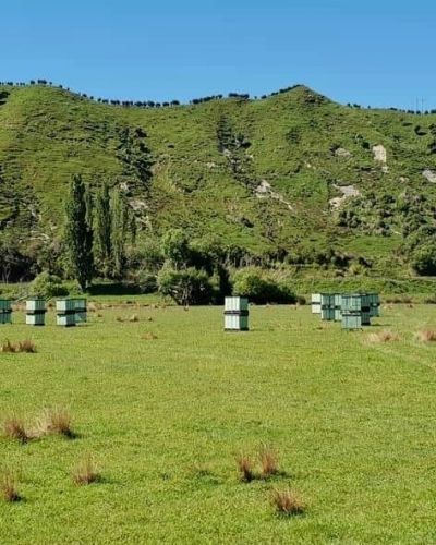 Manuka Honey New Zealand