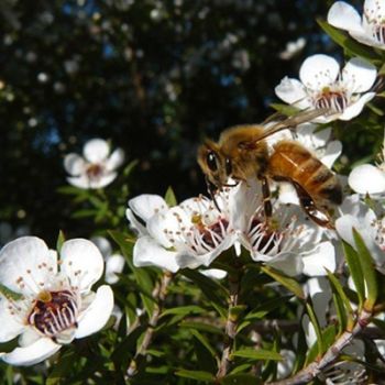 White Manuka