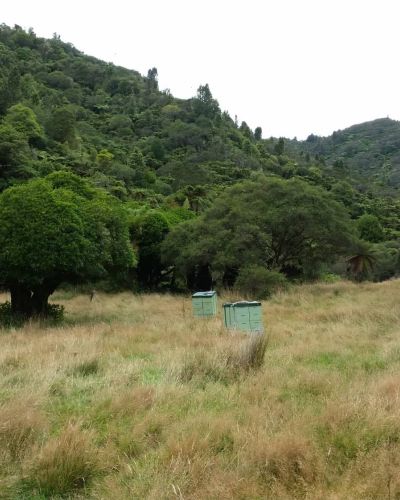 Clover honey New Zealand