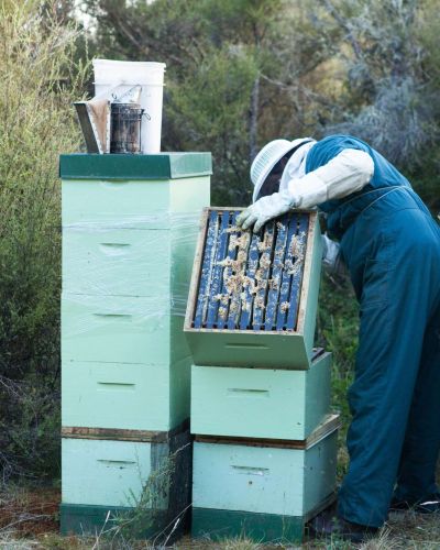 Clover honey New Zealand