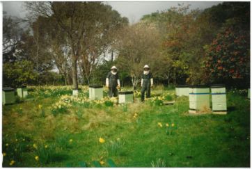 Clover honey New Zealand