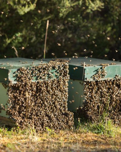 Clover honey New Zealand