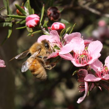 Pink Manuka