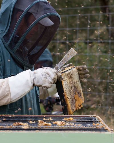 Rewarewa Honey New Zealand