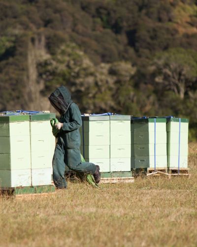 Propolis New Zealand