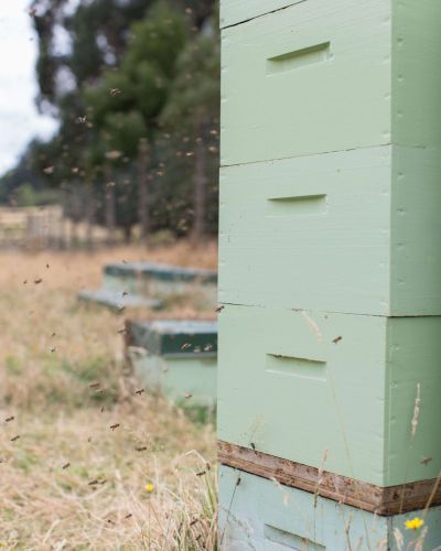 Clover honey New Zealand